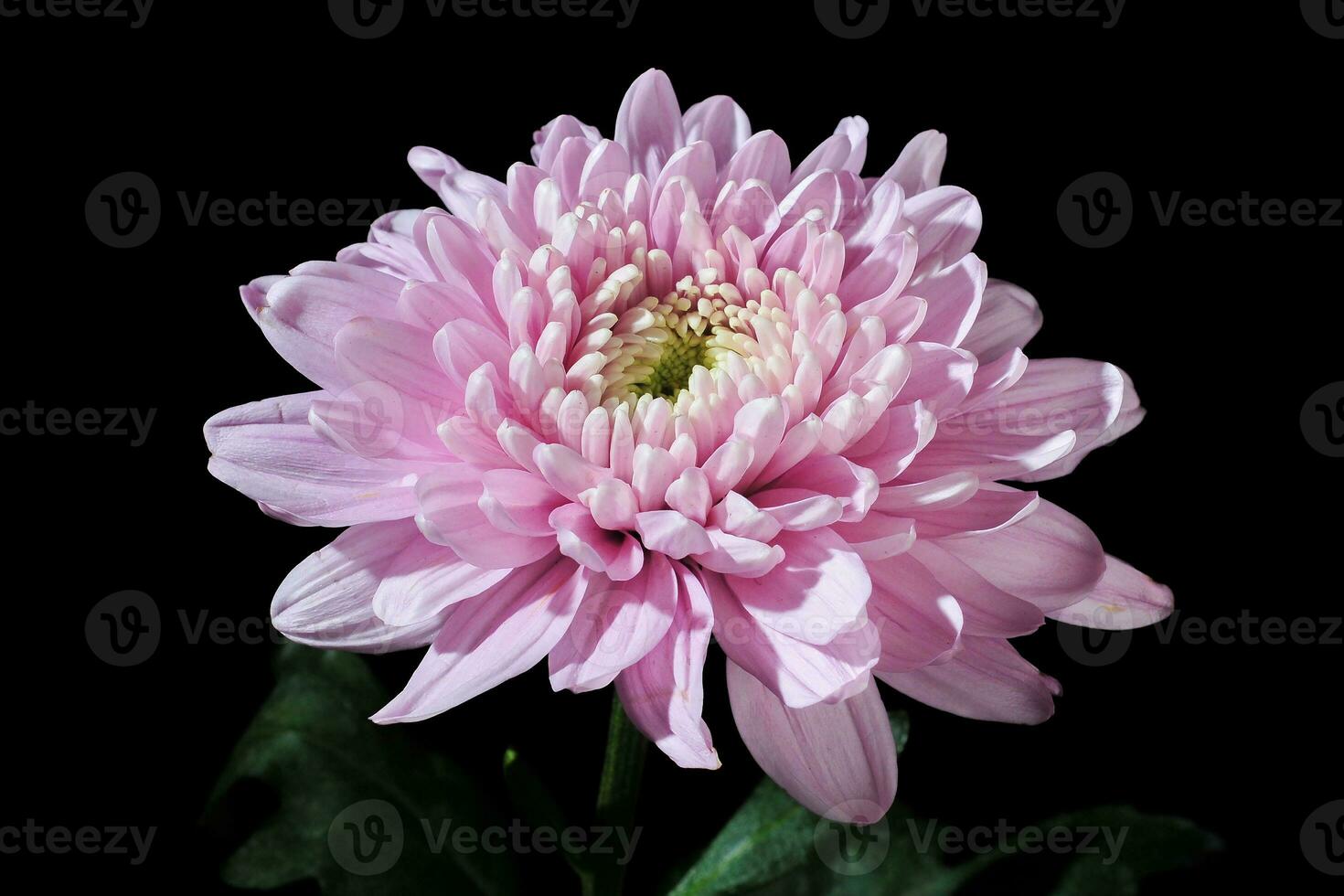 Pink Chrysanthemum Flower Petals photo