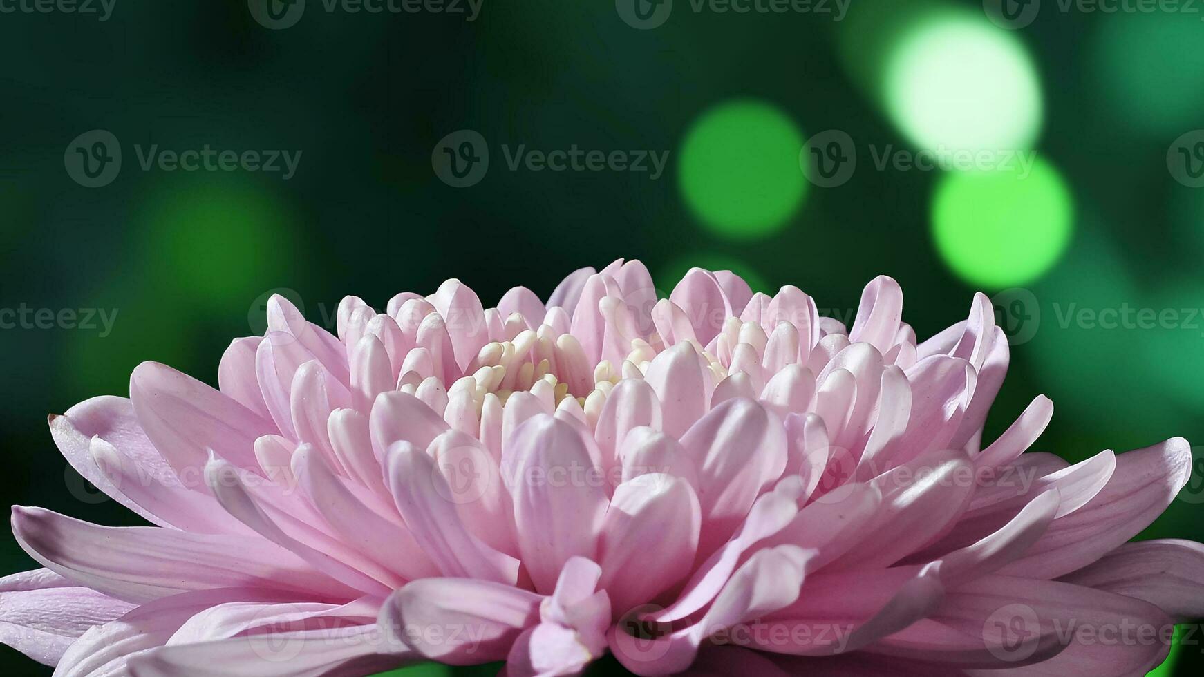 Pink chrysanthemum flowers with green blur background photo