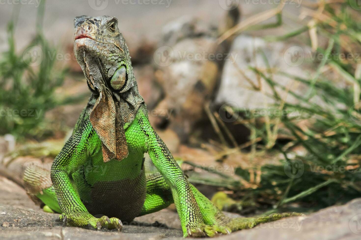 a colorful iguana posing in a bush. photo