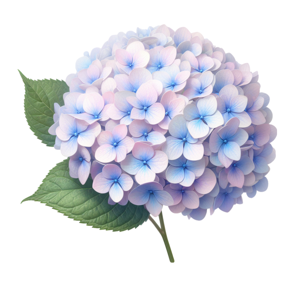 AI generated hydrangea Flowers Transparent Background Images png