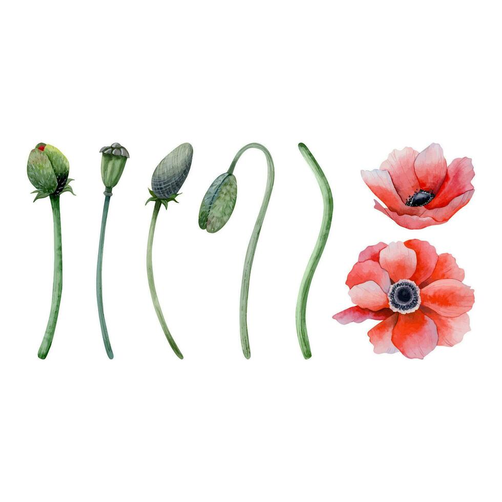 Red poppy flowers with stems, leaves and buds vector