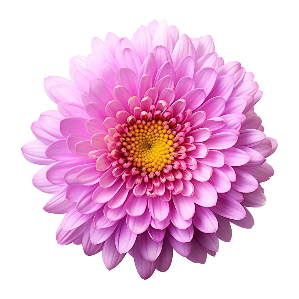 AI generated Aster flower isolated on transparent background png