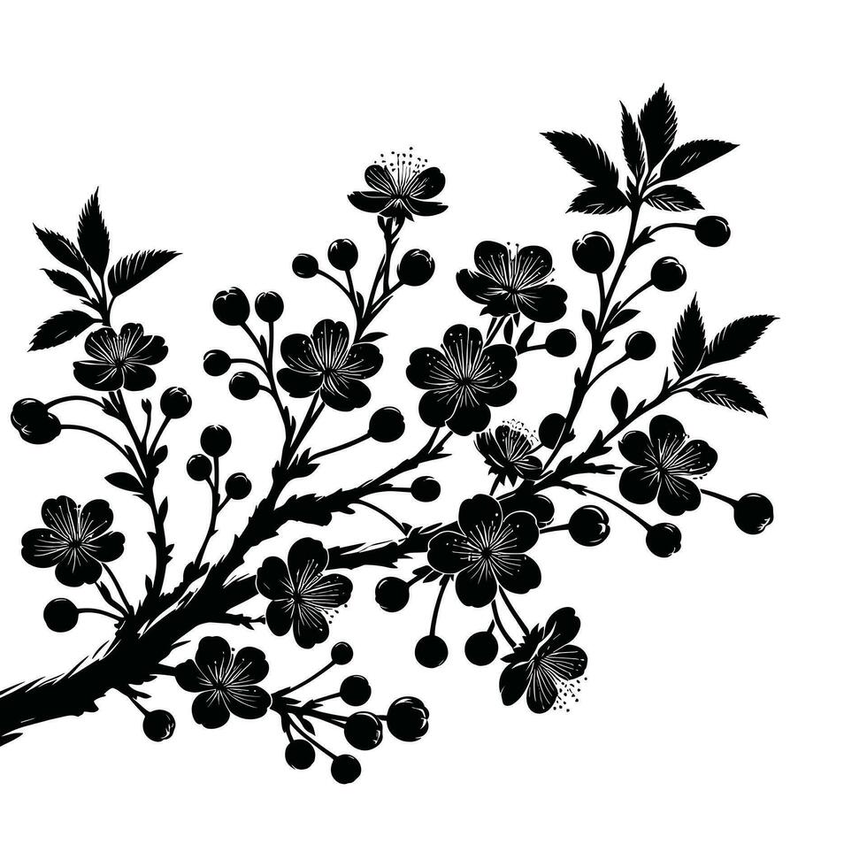 silhouette of Cherry flowers in small clusters on a cherry tree branch on white background vector