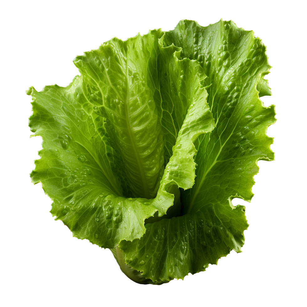 AI generated Lettuce leaves png isolated on transparent background