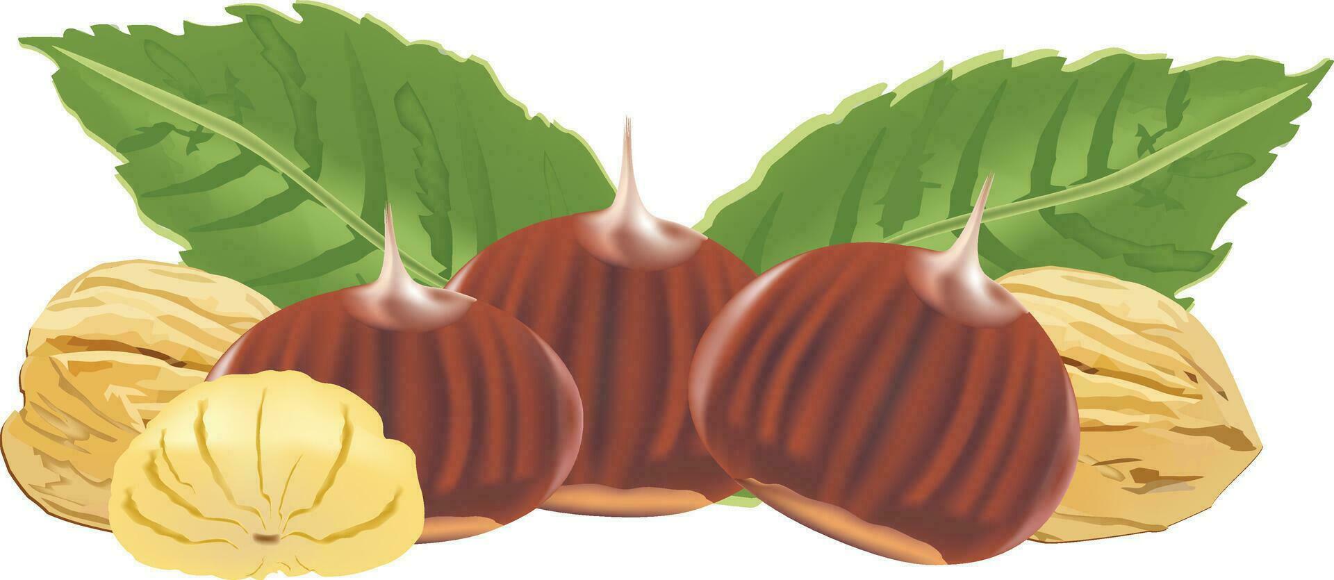 whole chestnuts and clean with leaves vector