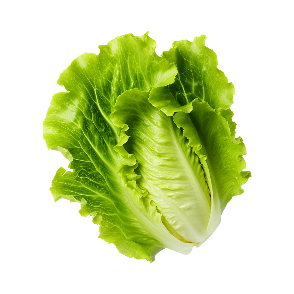 AI generated Green lettuce isolated on transparent background fresh lettuce png generative ai