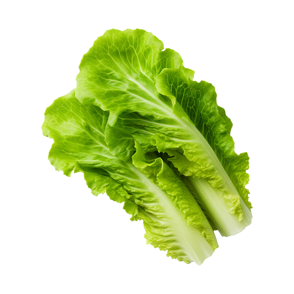 AI generated Green lettuce isolated on transparent background fresh lettuce png generative ai