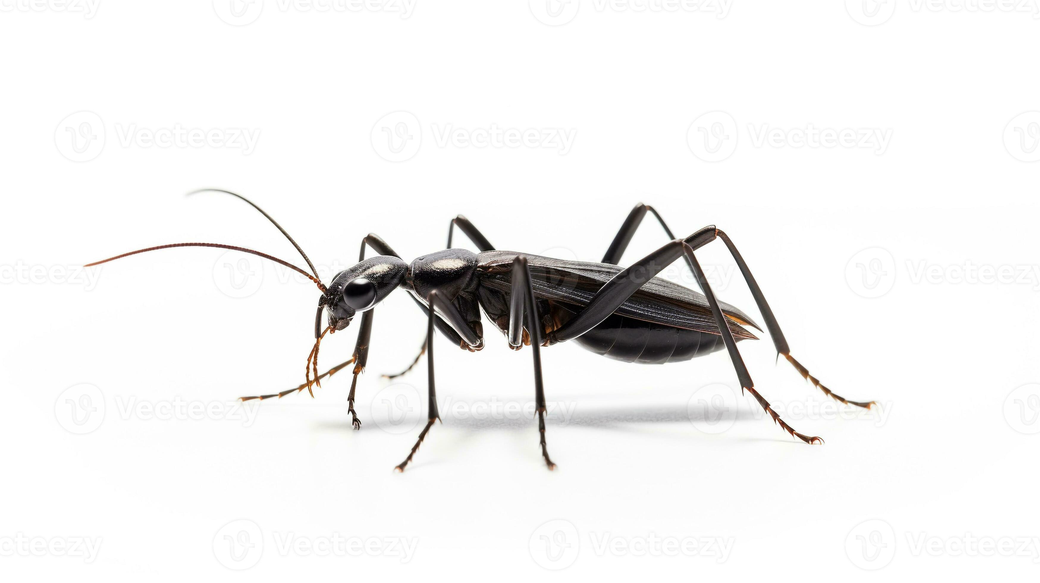 AI generated Photo of Vinegaroon isolated on white background