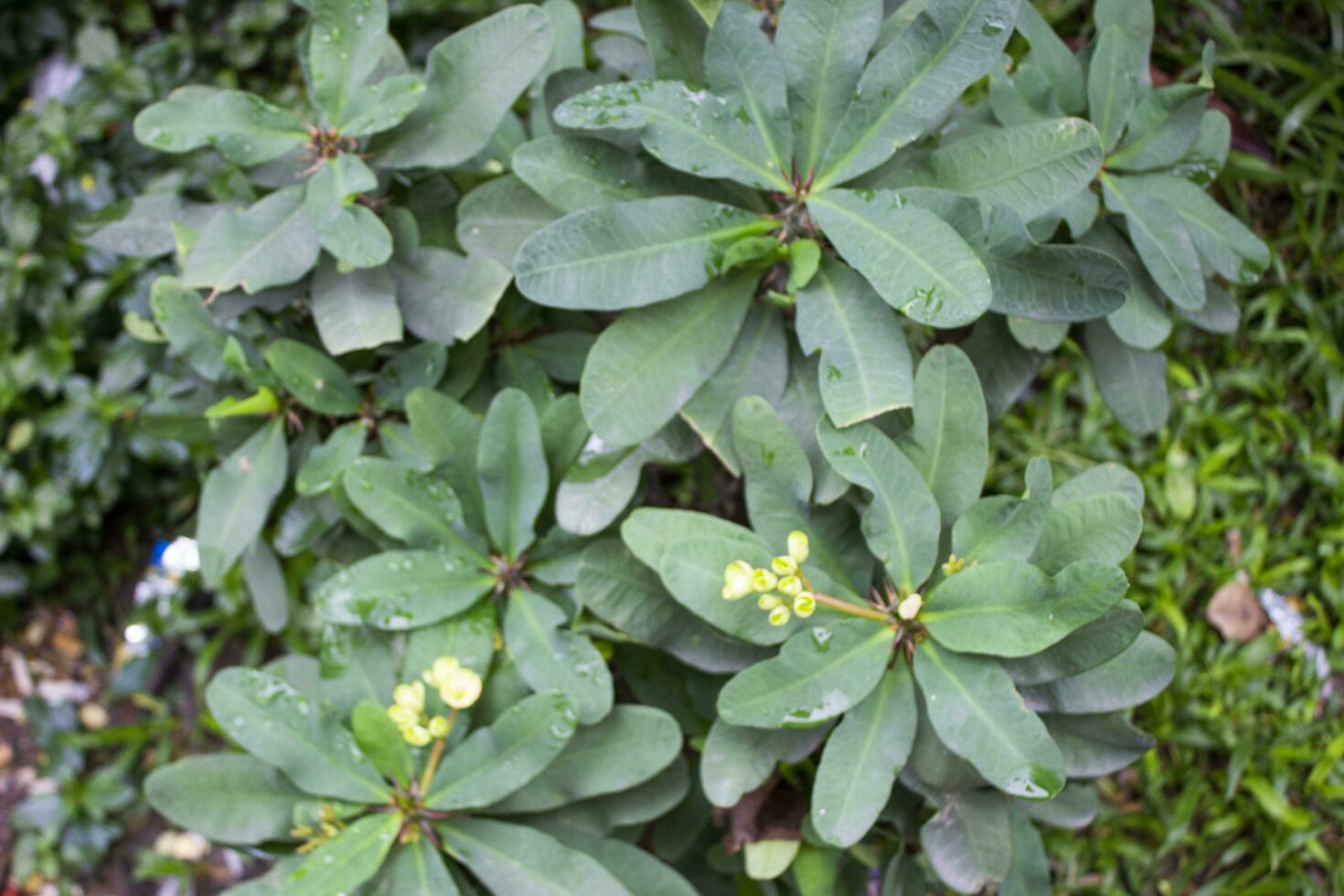 Euphorbia milii flower in bloom photo
