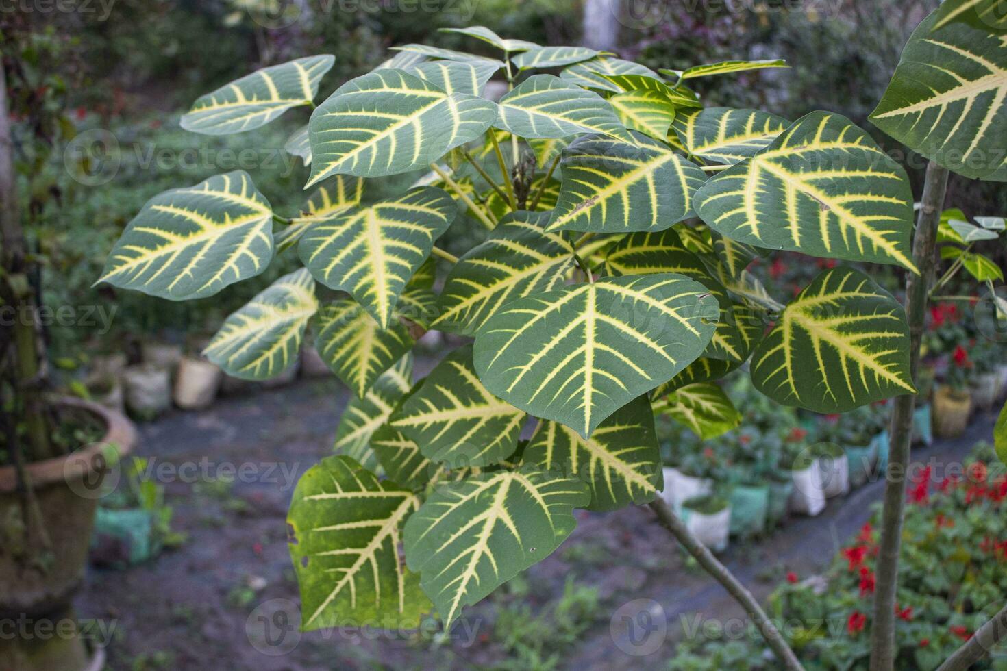 Closeup plant of Erythrina variegata photo