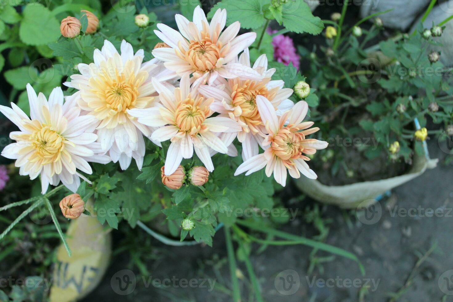 Closeup flower of Chrysanthemum morifolium, creating a cushion-like structure that forms the flower's eye-catching core photo