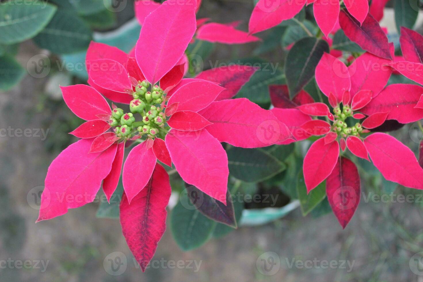 Closeup of Poinsettia or Euphorbia pulcherrima flower, are recognized for their vibrant and distinctive flowers photo