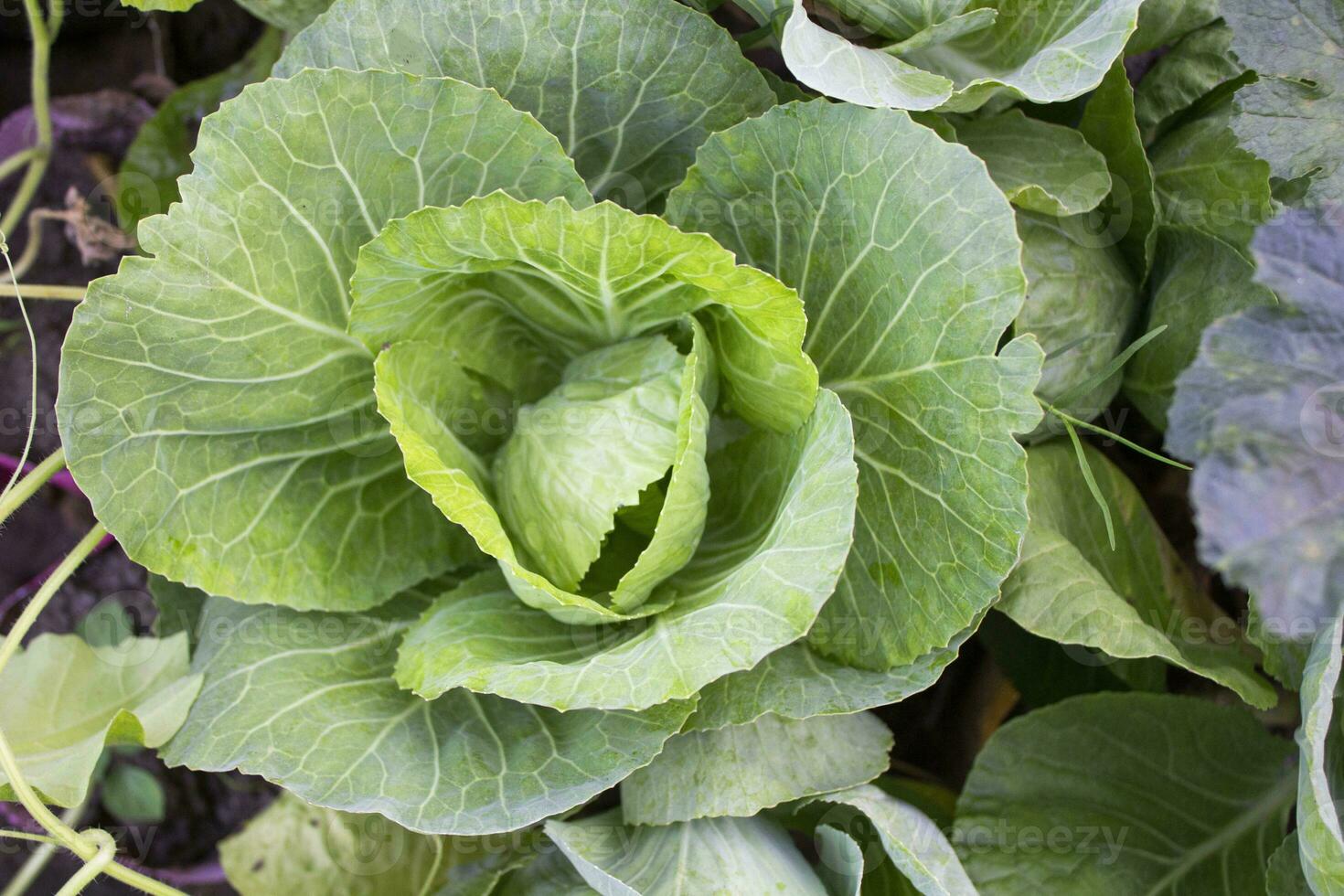 Closeup of Brassica oleracea or Cabbage plant photo