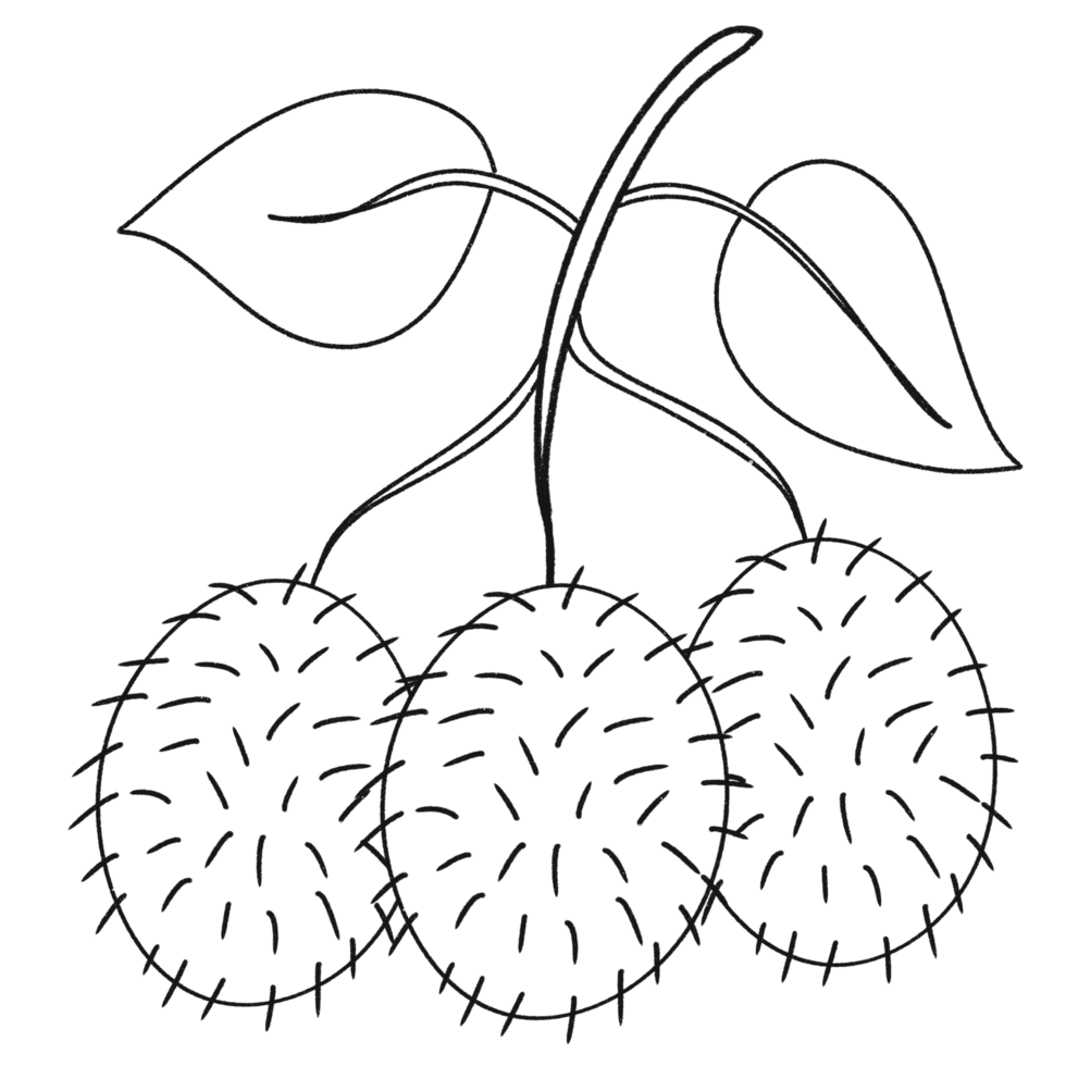 Cartoon clip art fruit rambutan line PNG