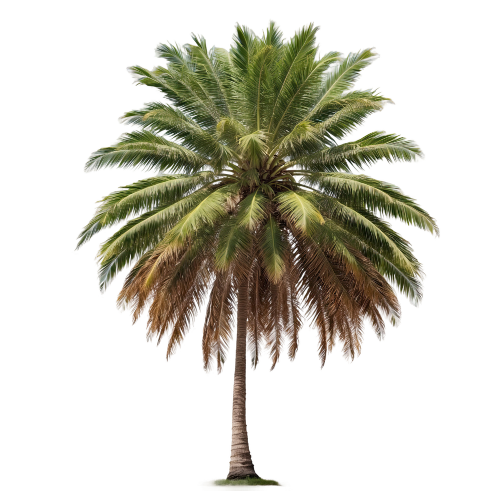 AI generated coconut palm tree isolated on transparent background png