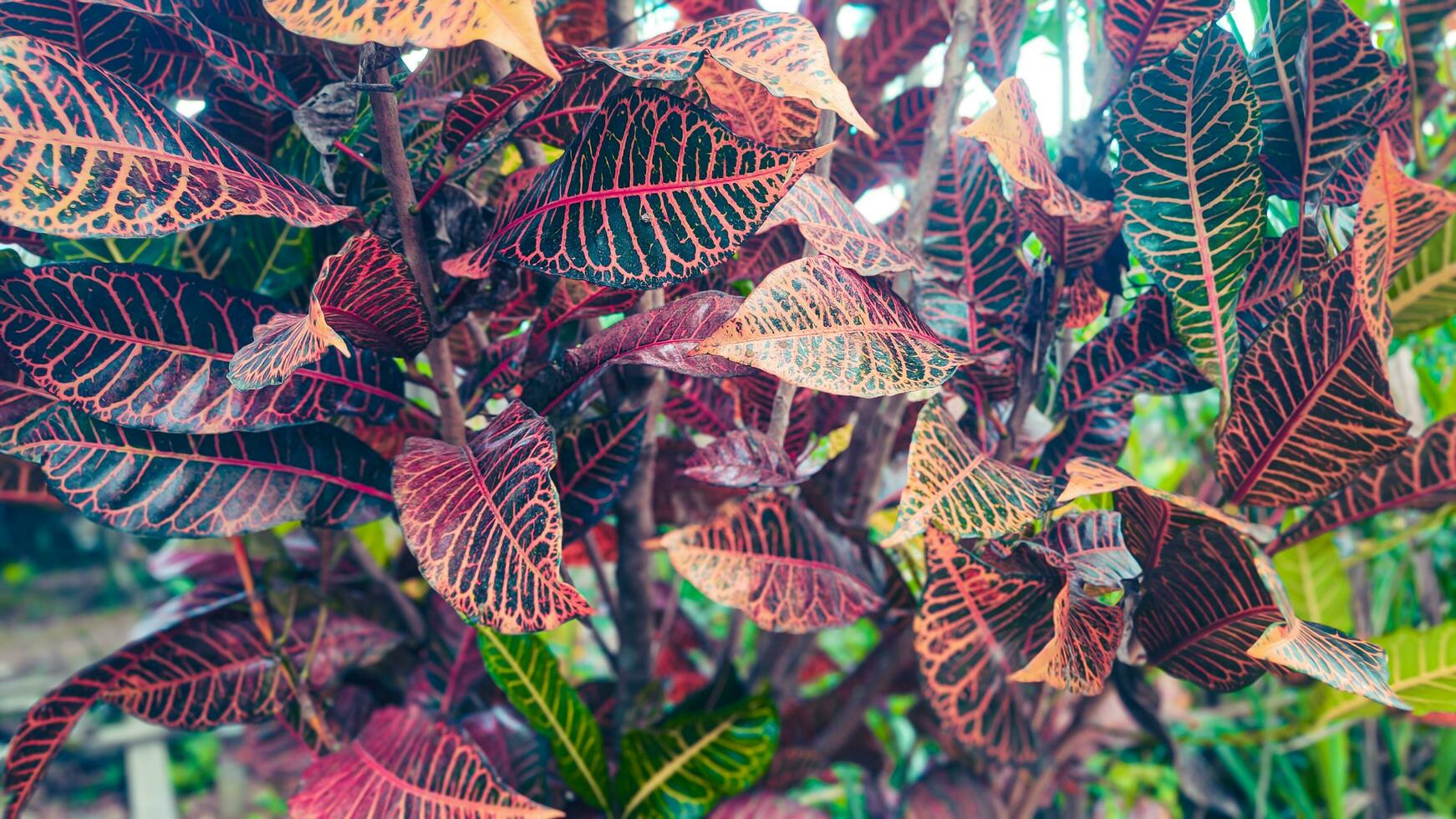 el croton planta o cuales tiene el latín nombre codiaeum variegatum es un ornamental planta foto
