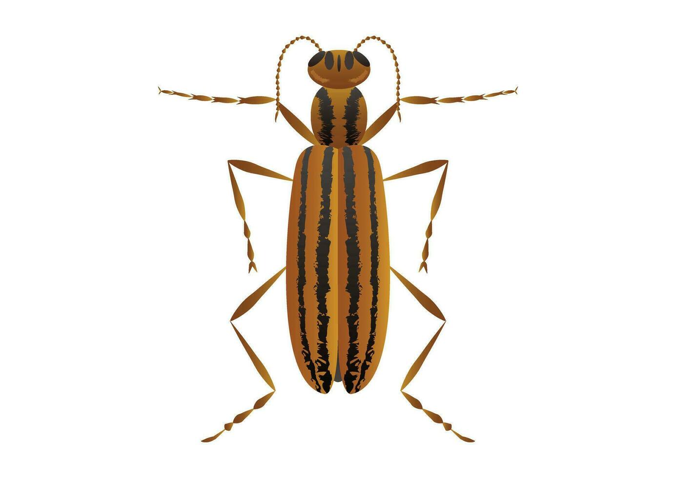 Striped Blister Beetle Vector Art isolated on White Background