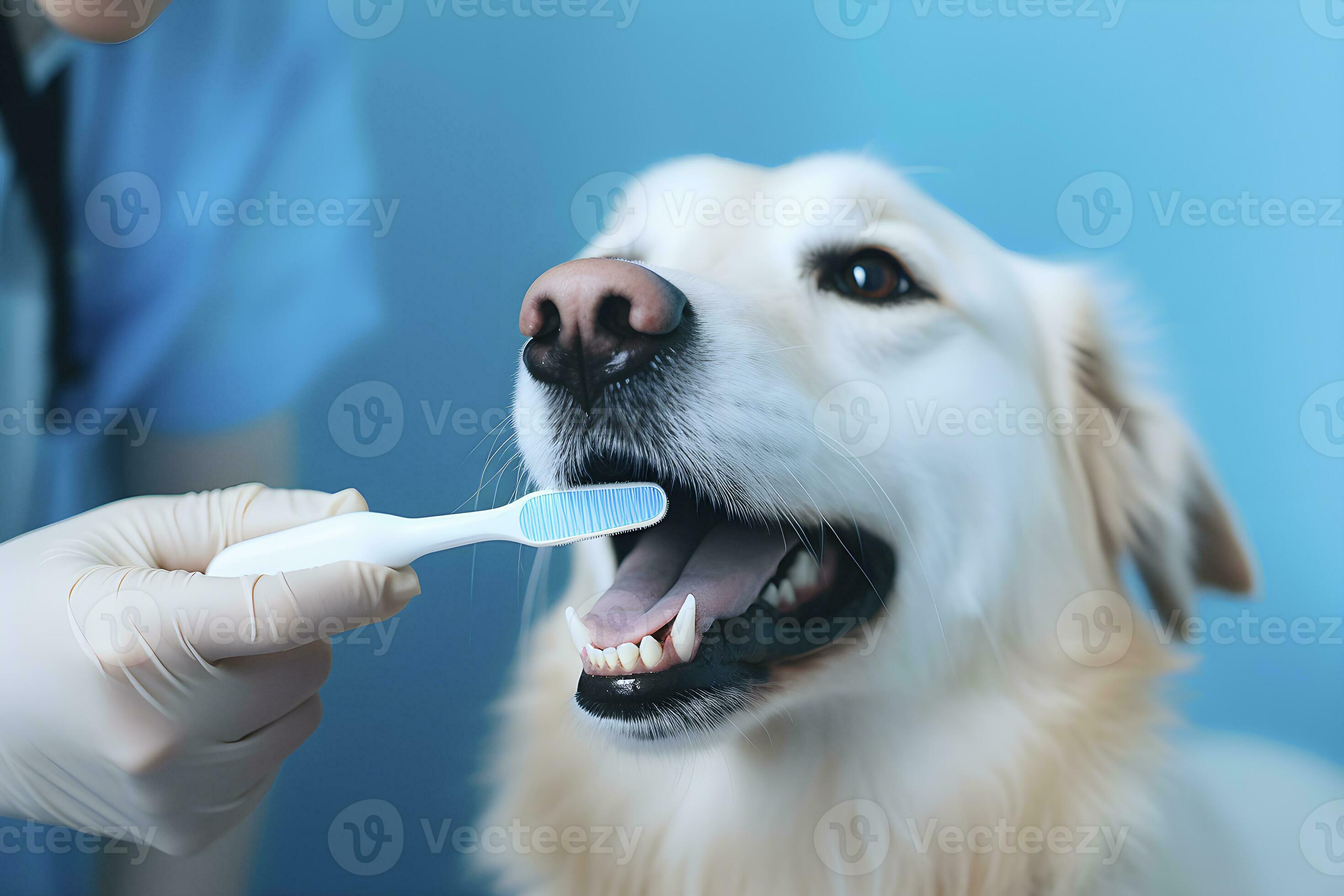 AI generated Golden retriever having his teeth cleaned. Dog grooming