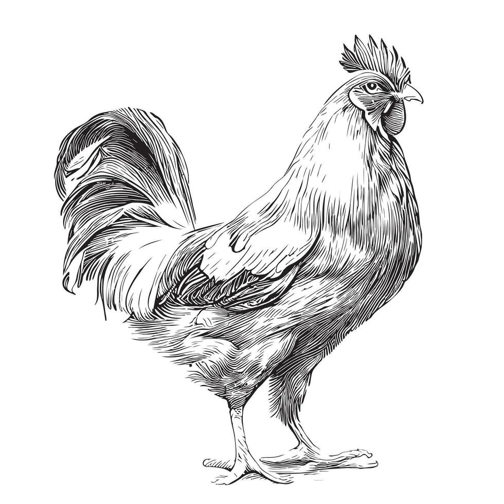 Rooster sketch hand drawn in doodle style Vector illustration