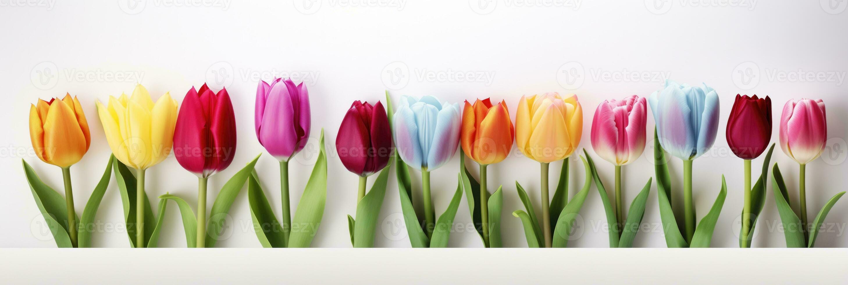 AI generated Assorted Tulips Lined Up on a White Background photo