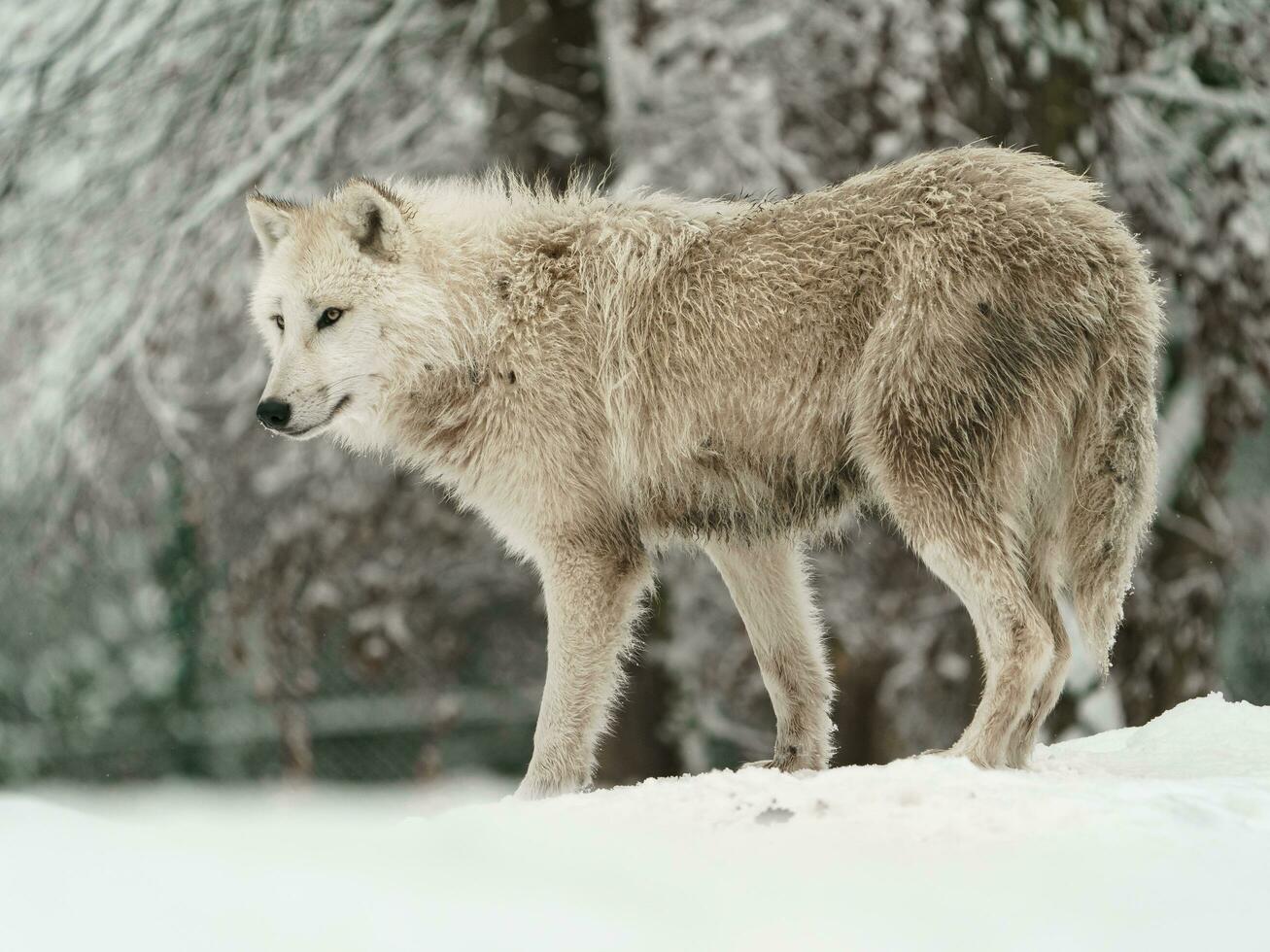 Portrait of Arctic wolf in snow photo