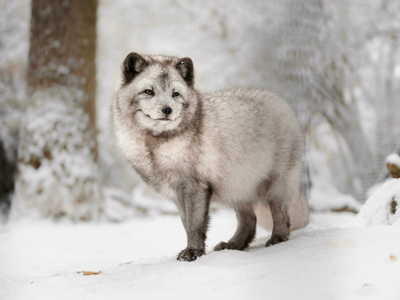 Portrait of Arctic fox in snow photo