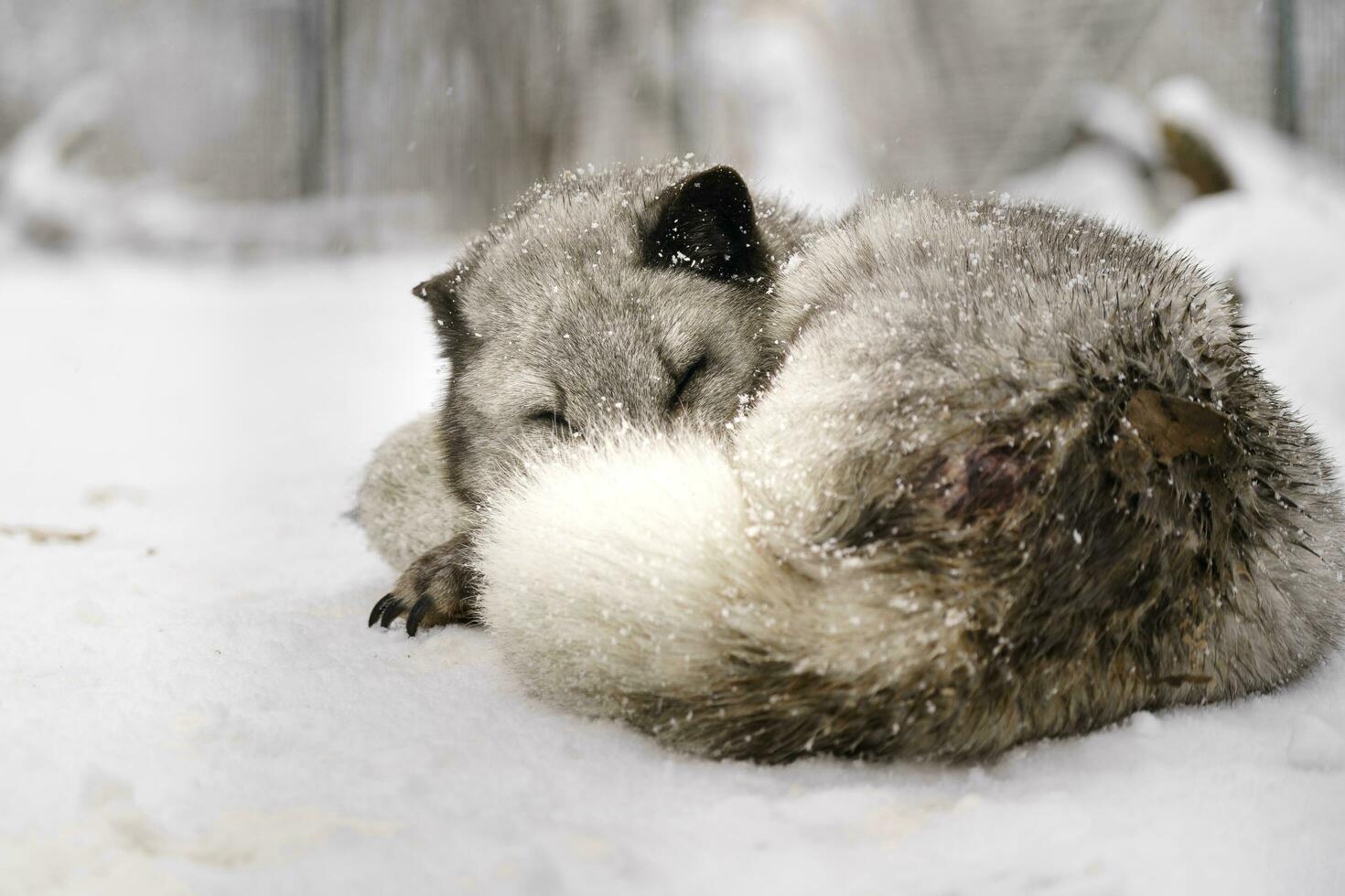 Portrait of Arctic fox in snow photo