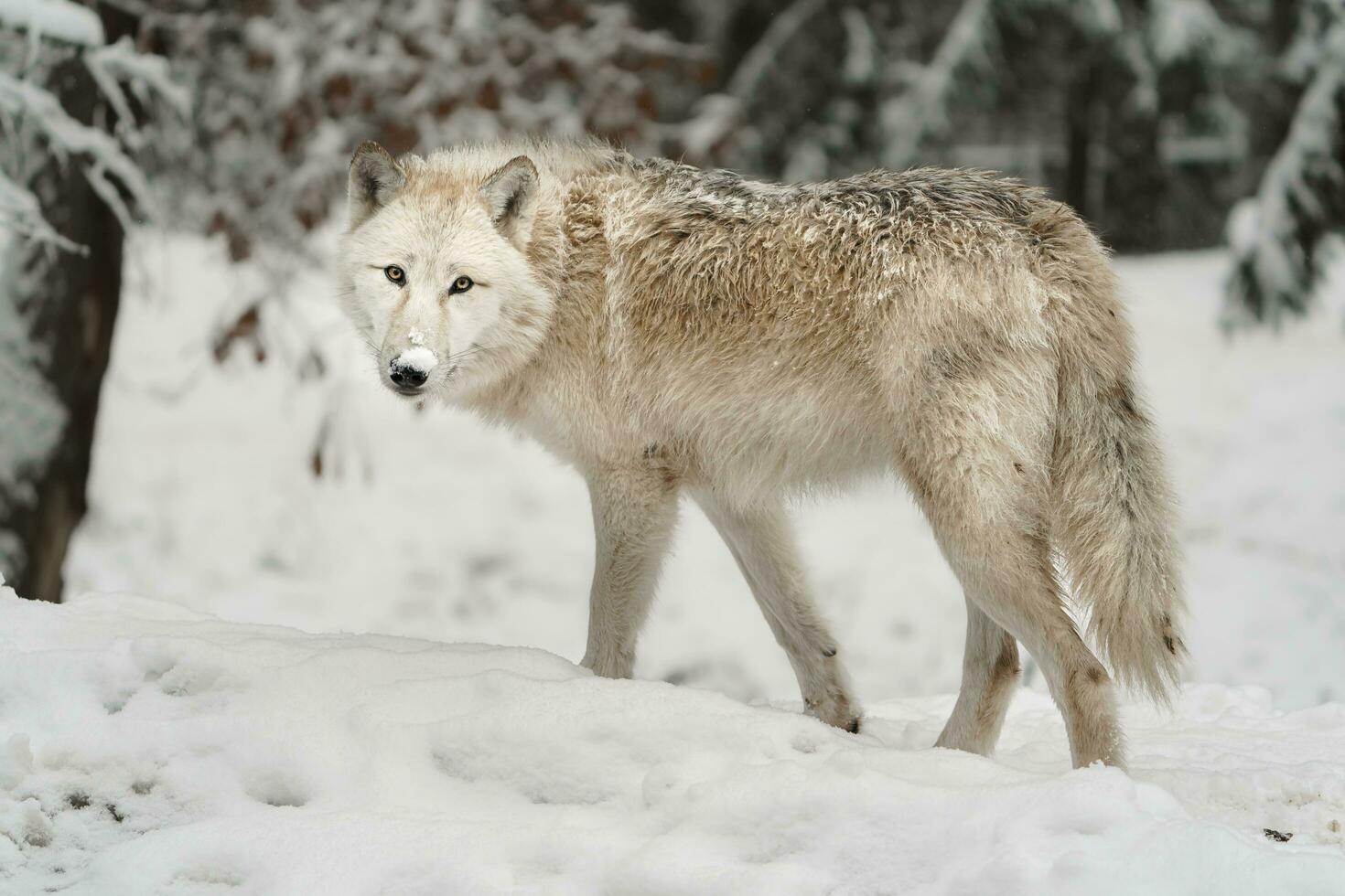 Portrait of Arctic wolf in snow photo