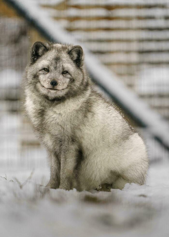 Portrait of Arctic fox in snow photo