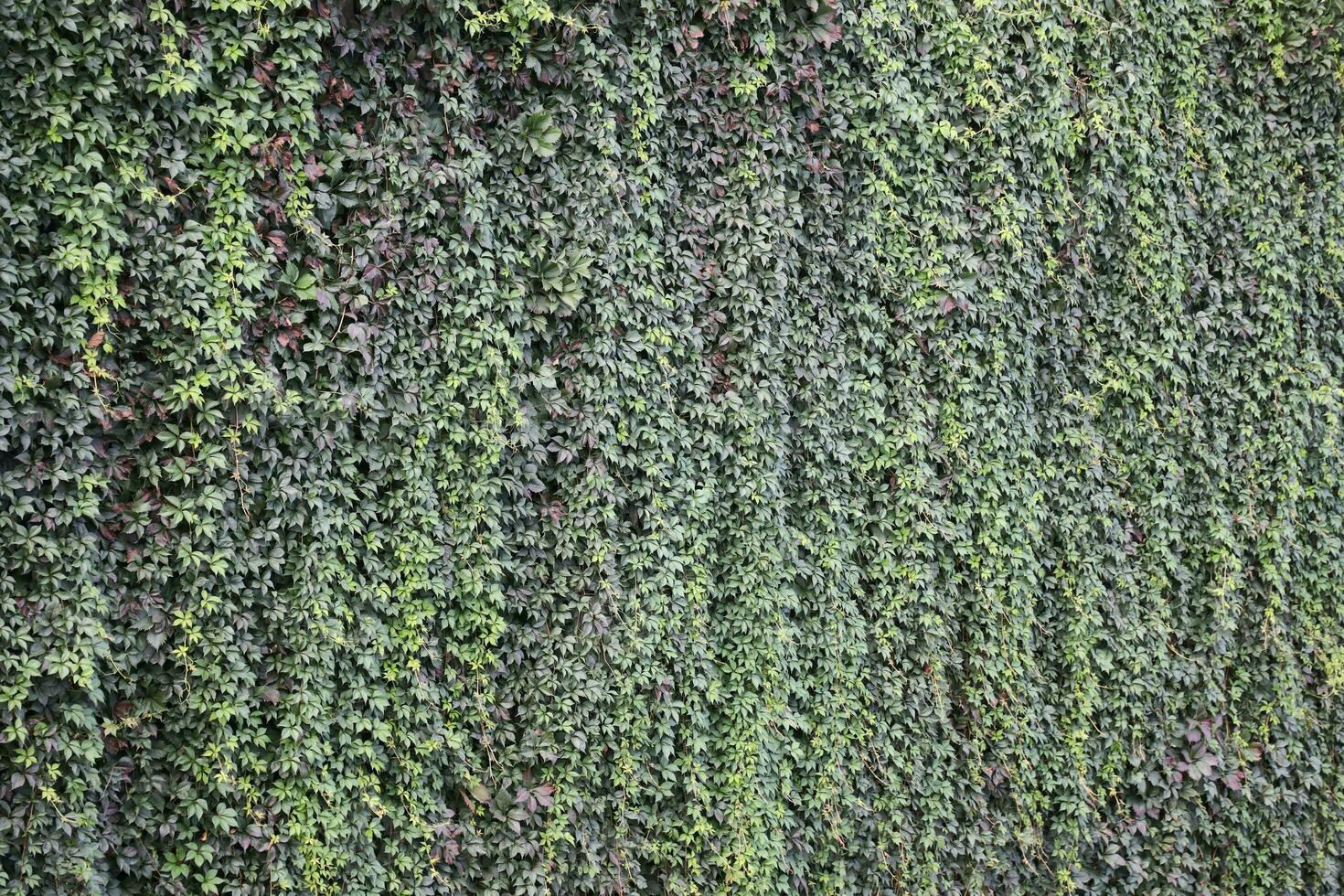 Old castle wall full of green ivy leaves in early autumn photo