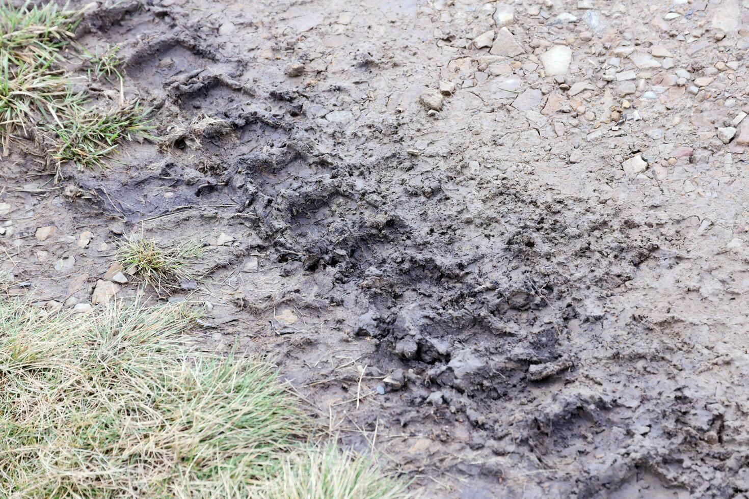 Wheel track on mud. Traces of a tractor or heavy off-road car on brown mud in wet meadow photo