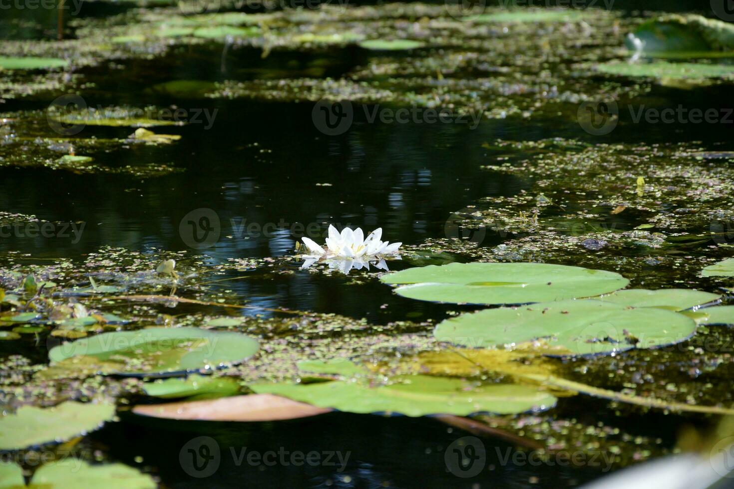 Beautiful white lotus flower and lily round leaves on the water after rain in river photo
