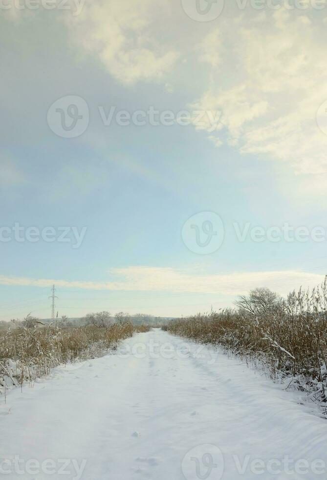 Snow-covered wild swamp with a lot of yellow reeds, covered with a layer of snow. Winter landscape in marshland photo