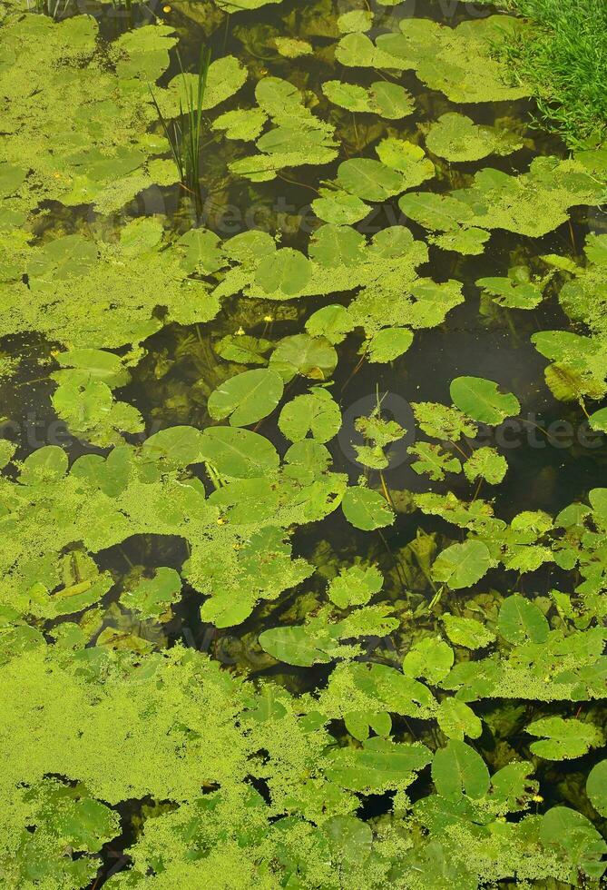 Texture of swamp water dotted with green duckweed and marsh vegetation photo