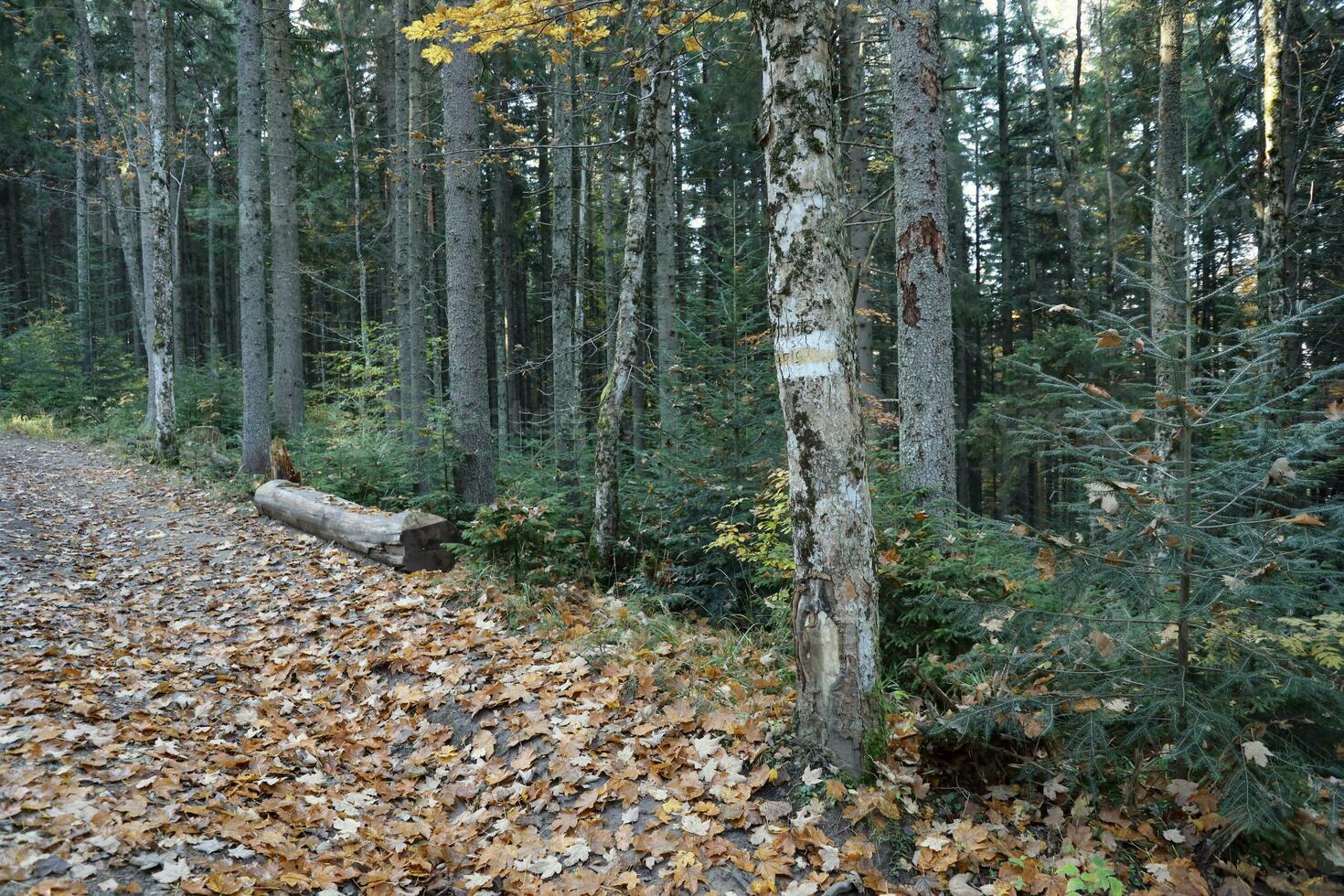 Walking trail background. Yellow and white forest path on brown tree trunk. Guide sign made with paint on hiking trail. Symbol points right way to go photo
