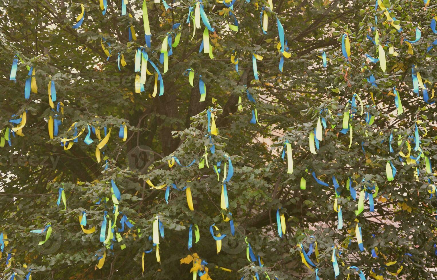 A lot of ribbons in the colors of the Ukrainian national flag adorn the branches of a tree. Performance for EuroMaidan photo