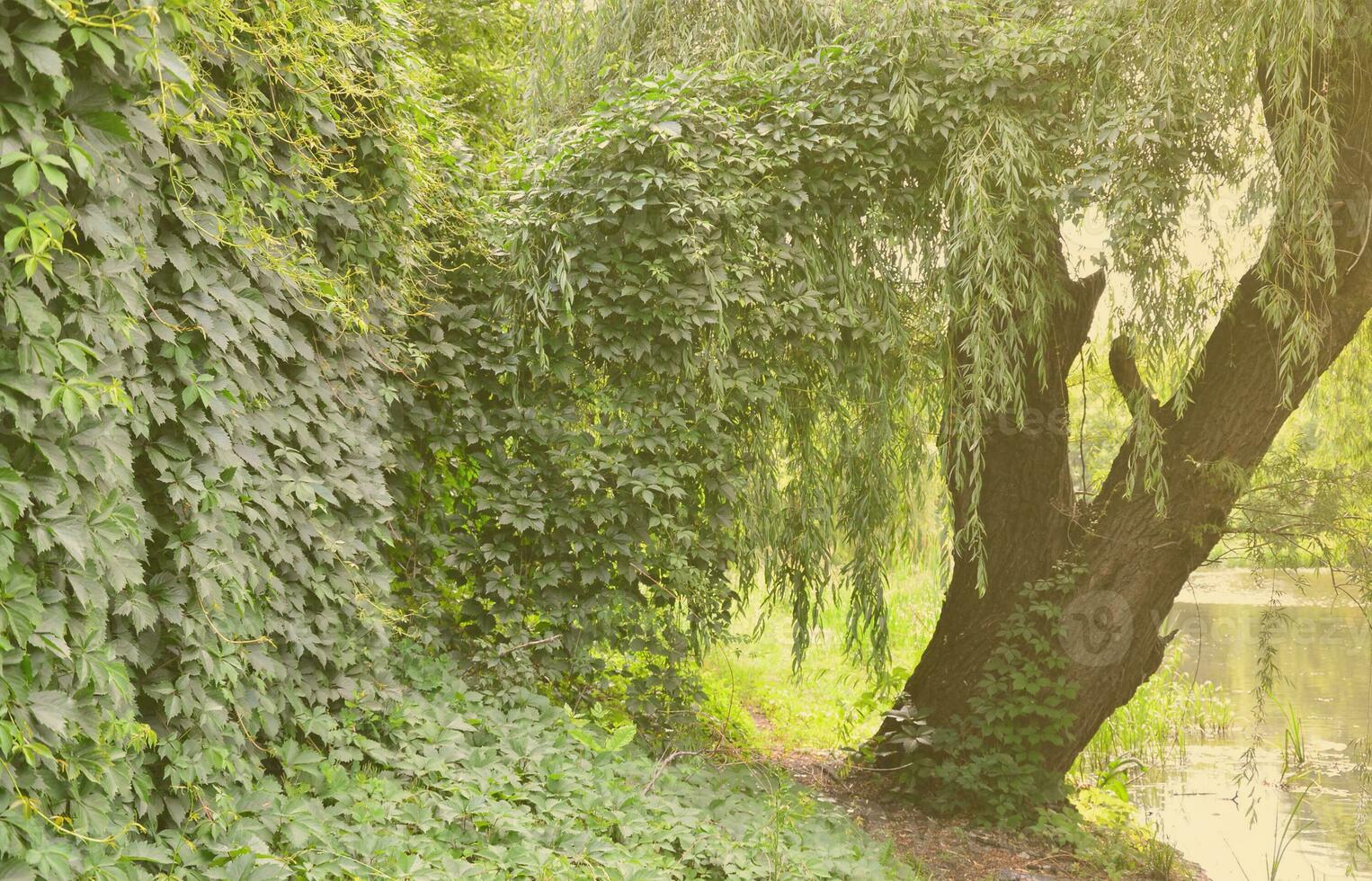 la textura de muchas enredaderas verdes florecientes de hiedra silvestre que cubren una pared de hormigón foto