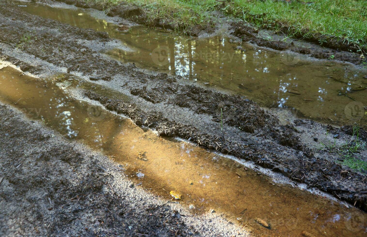 Muddy tracks with puddles on wet muddy surface in forest path photo