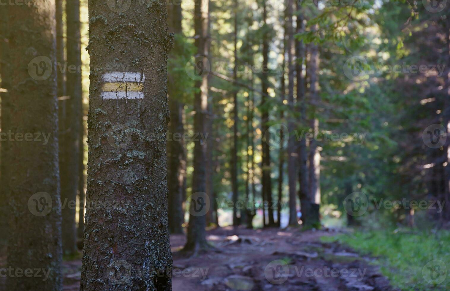Walking trail background. Yellow and white forest path on brown tree trunk. Guide sign made with paint on hiking trail. Symbol points right way to go photo