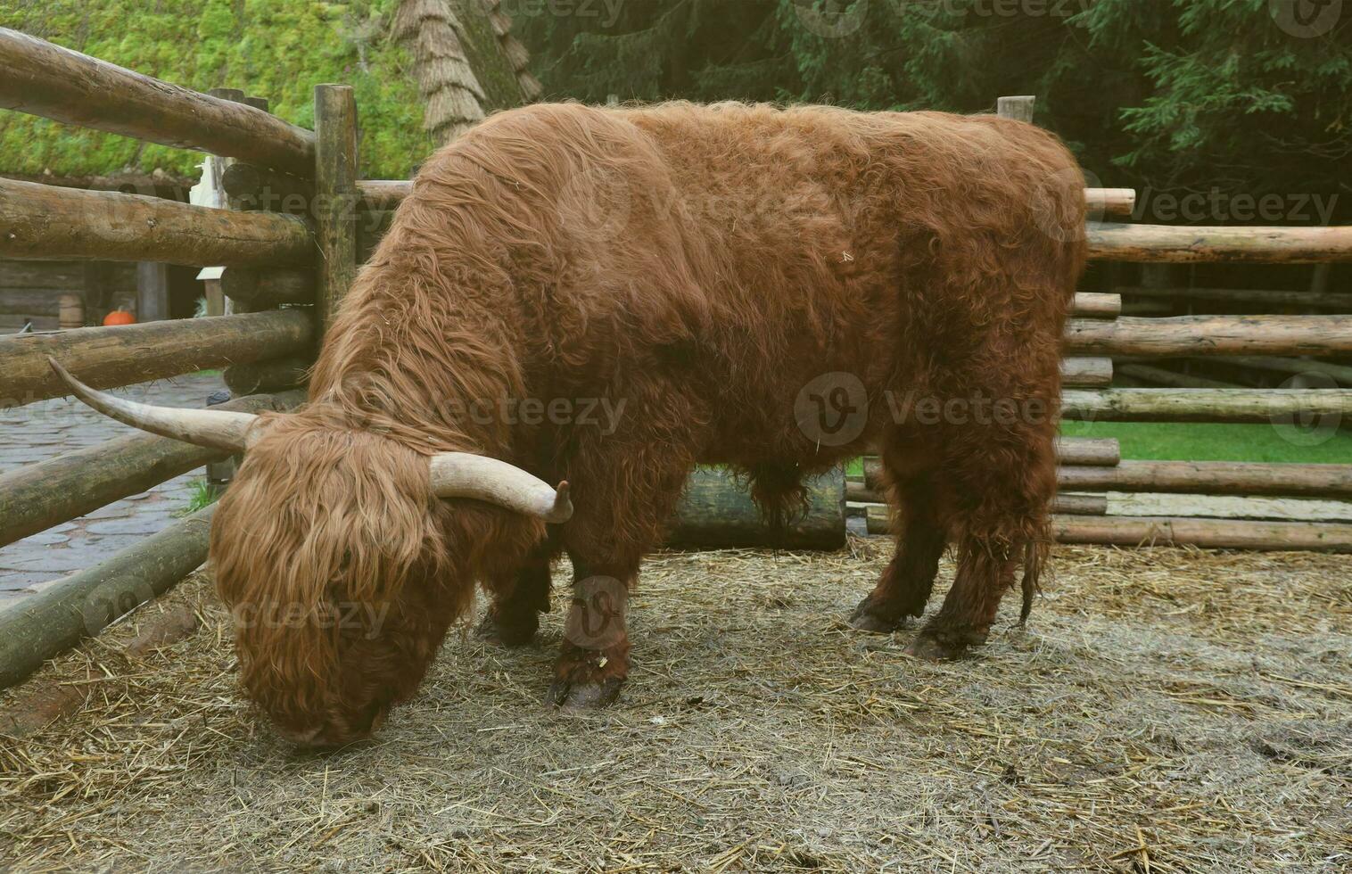 Long horns and a long shaggy coat beef cattle photo