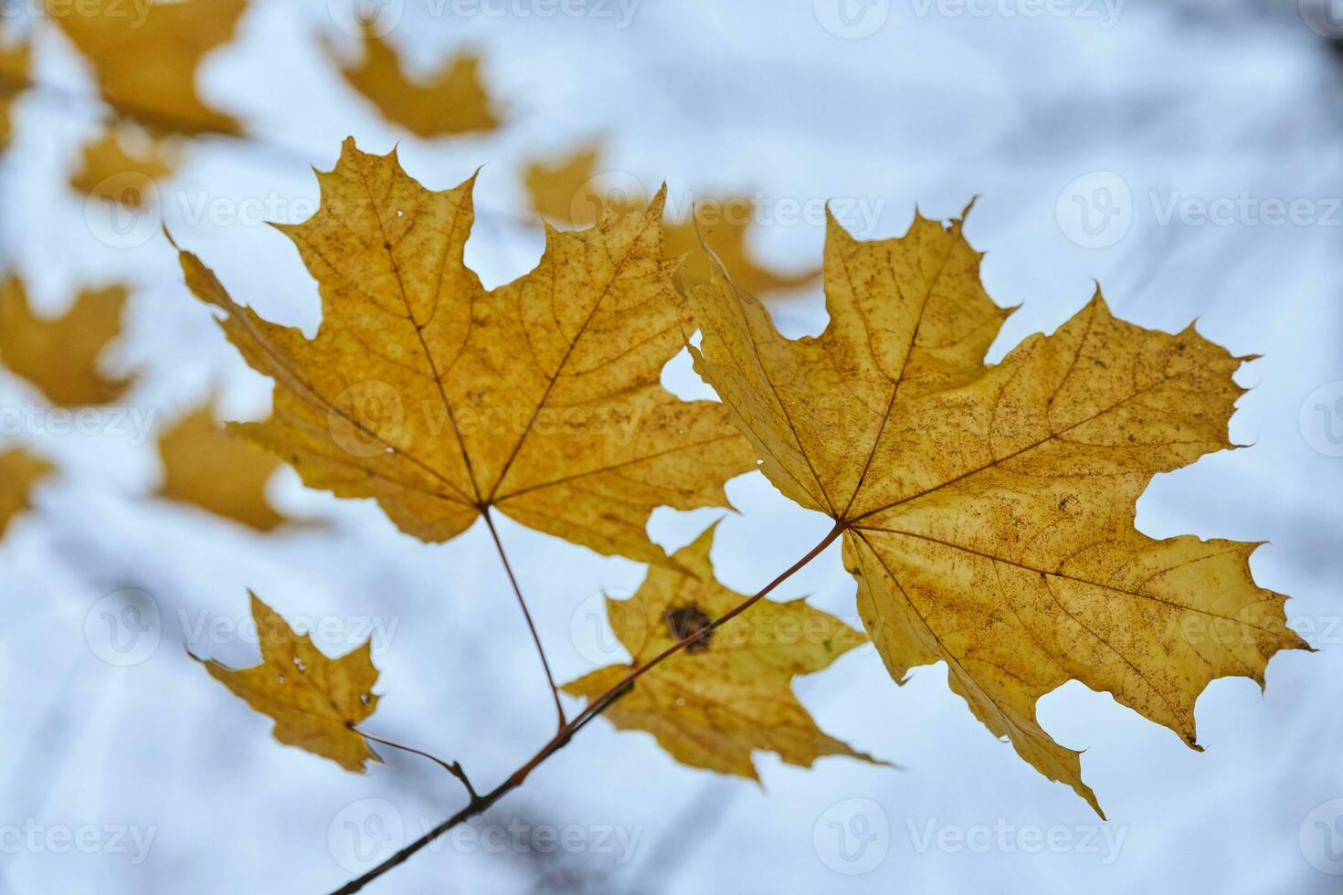 Autumn leaf on branch, copy space photo