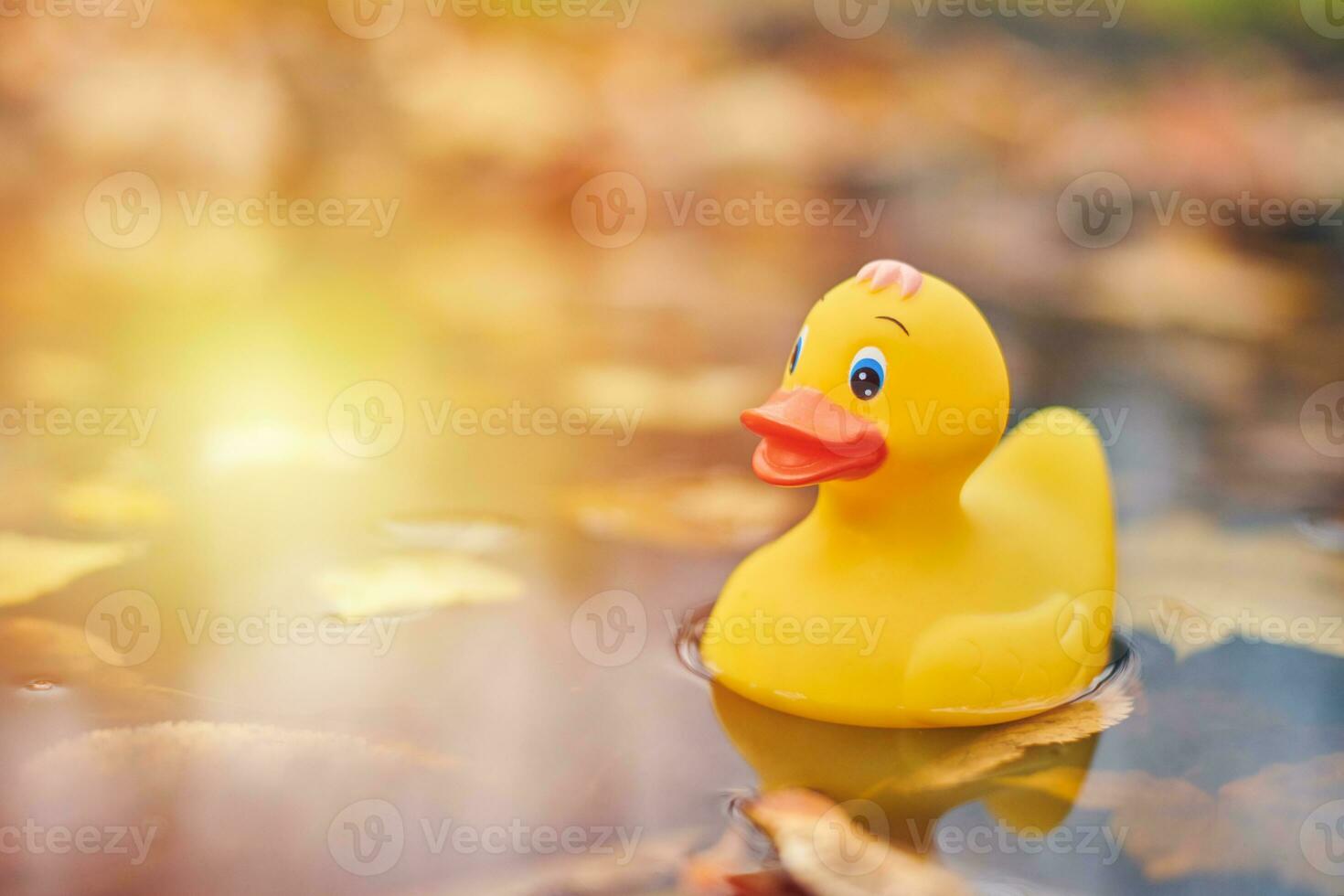 Duck toy in autumn puddle with leaves photo