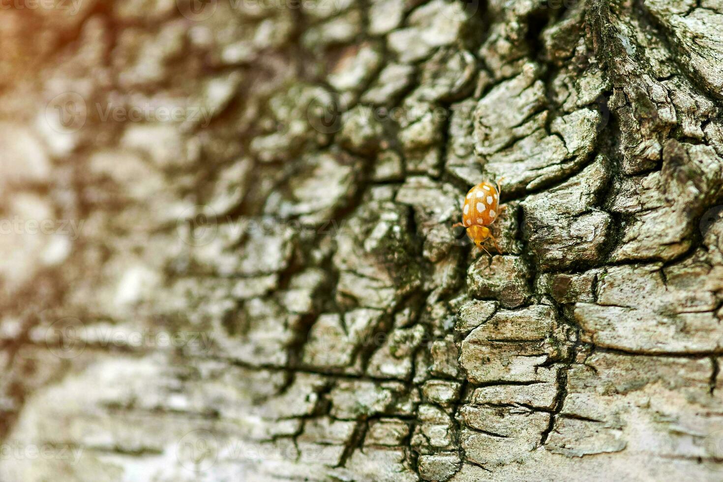 Yellow ladybug on birch tree photo
