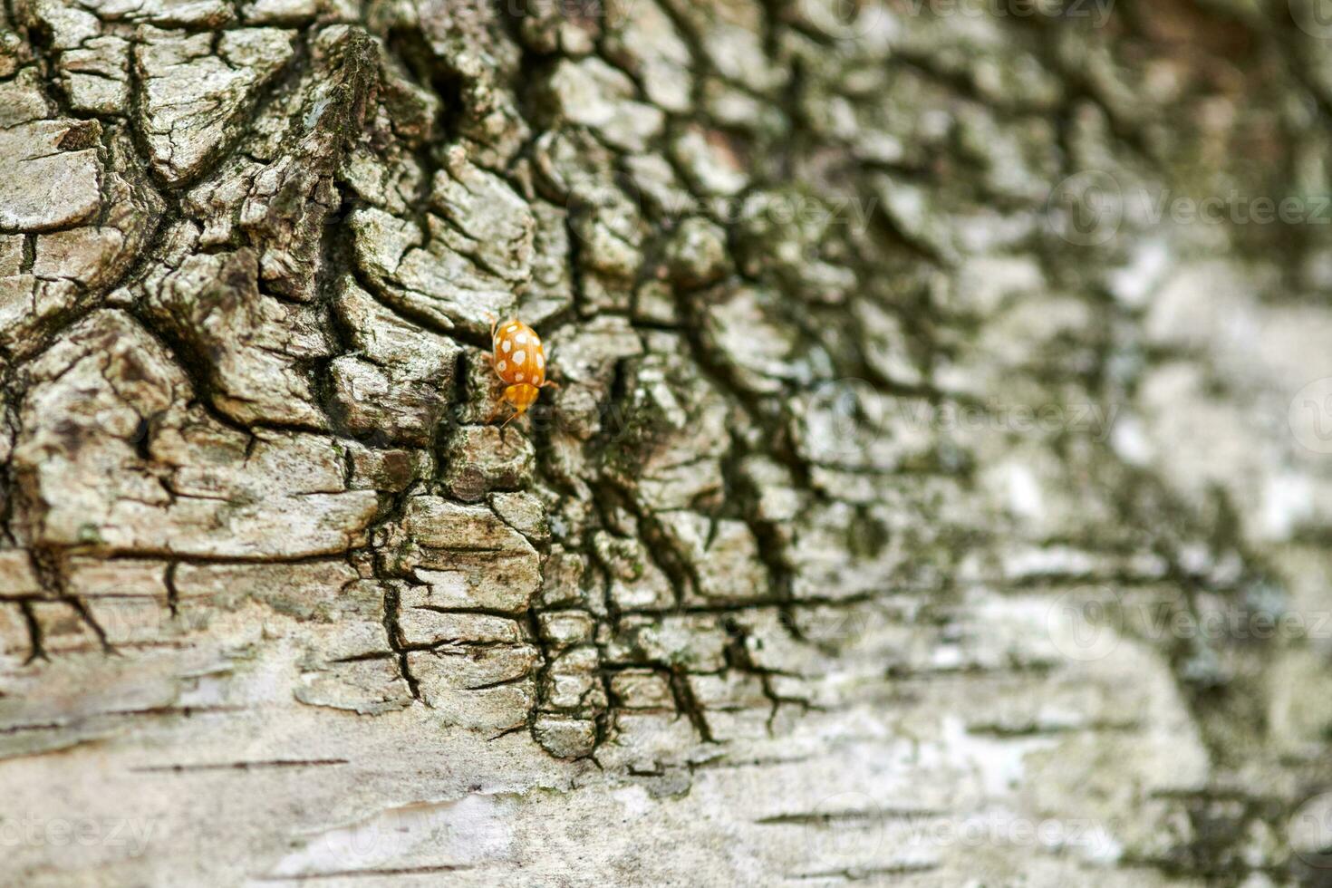 Yellow ladybug on birch tree photo