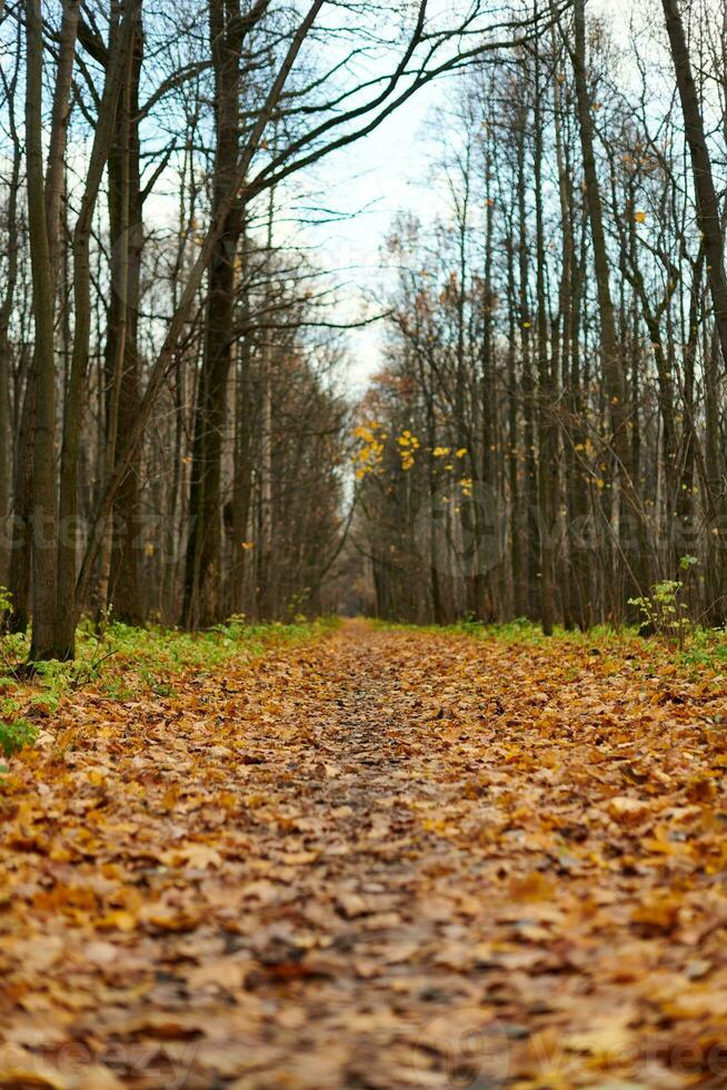 Autumn forest footpath with fallen leaves photo