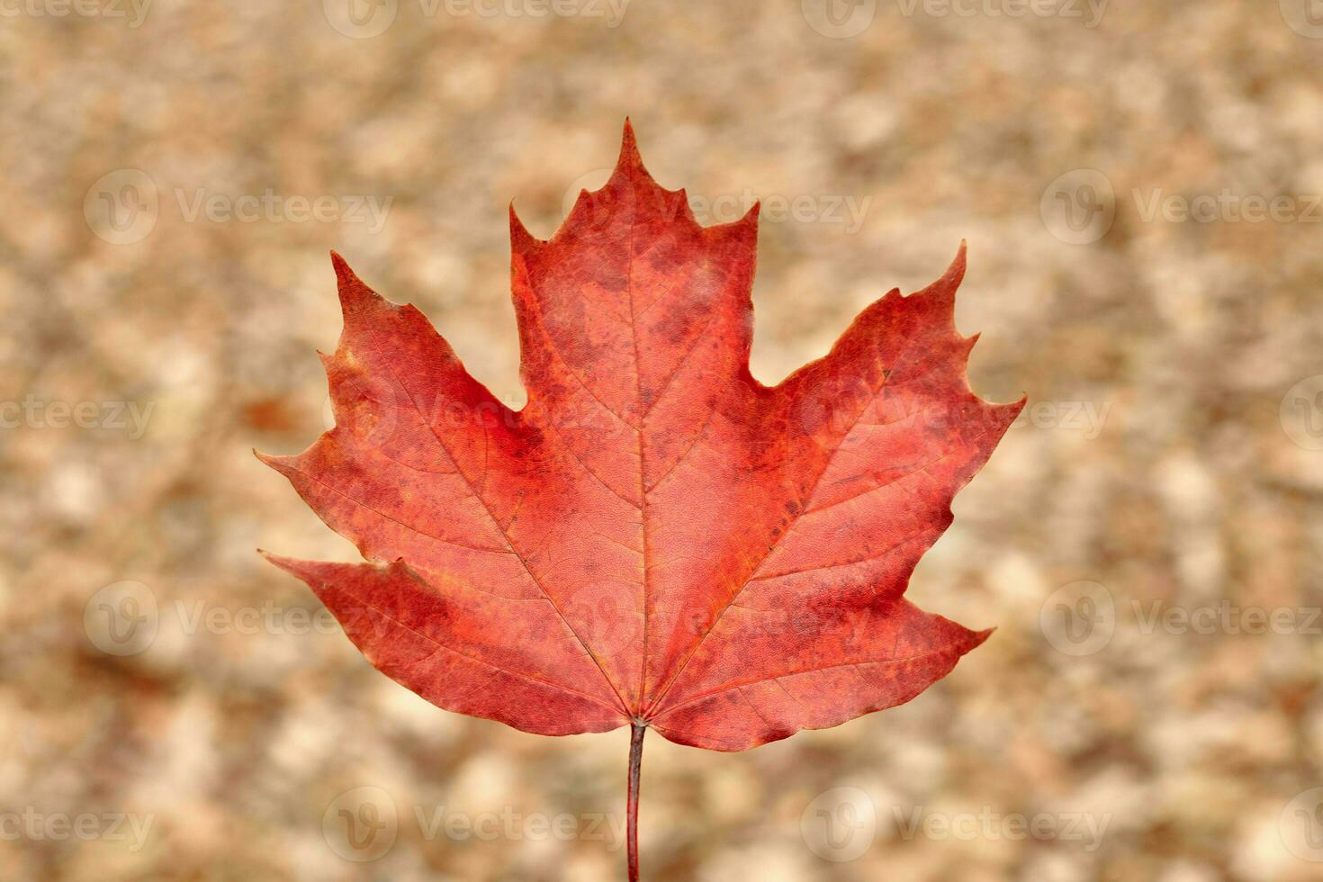 Red autumn leaf on yellow foliage background photo