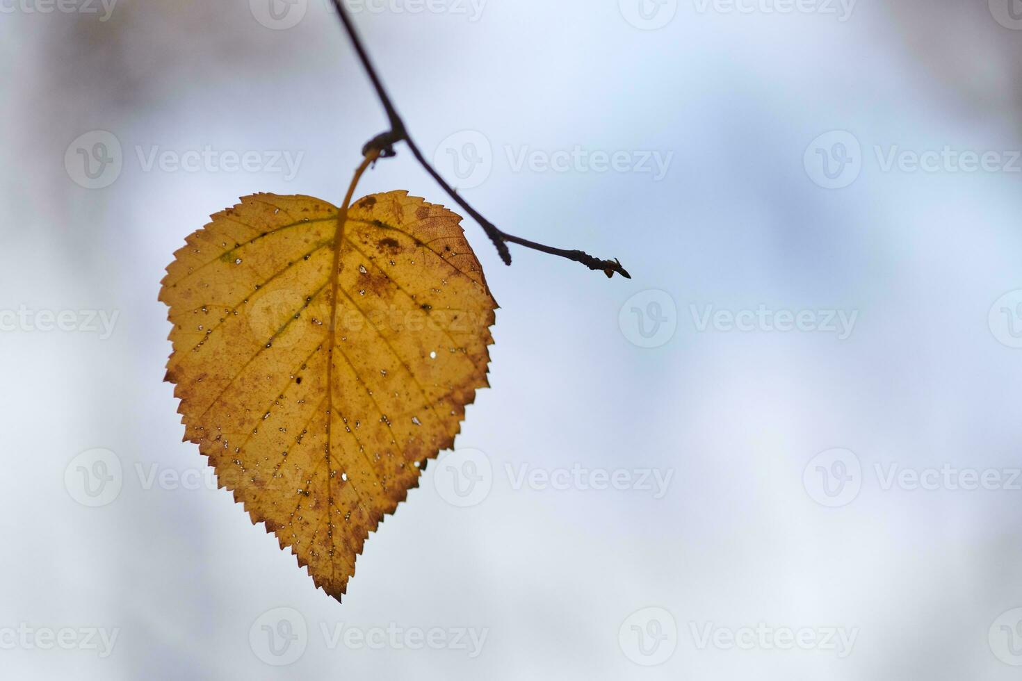 Autumn leaf on branch, copy space photo