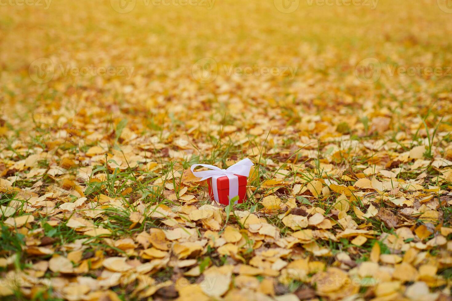 Gift box in autumn fallen leaves on ground in park photo