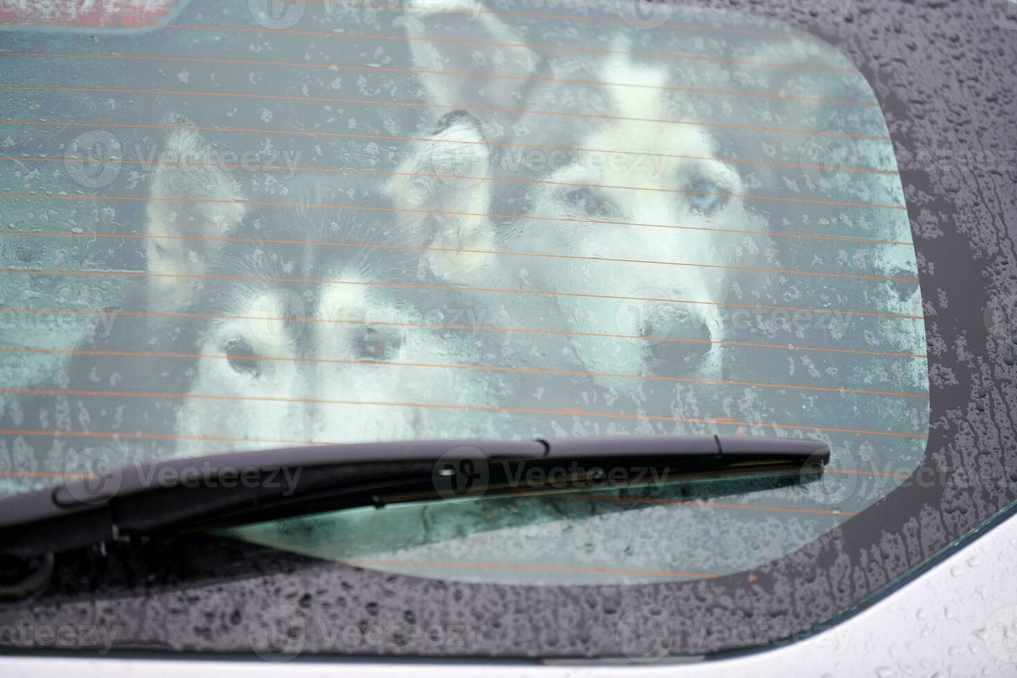 Husky dog in car photo