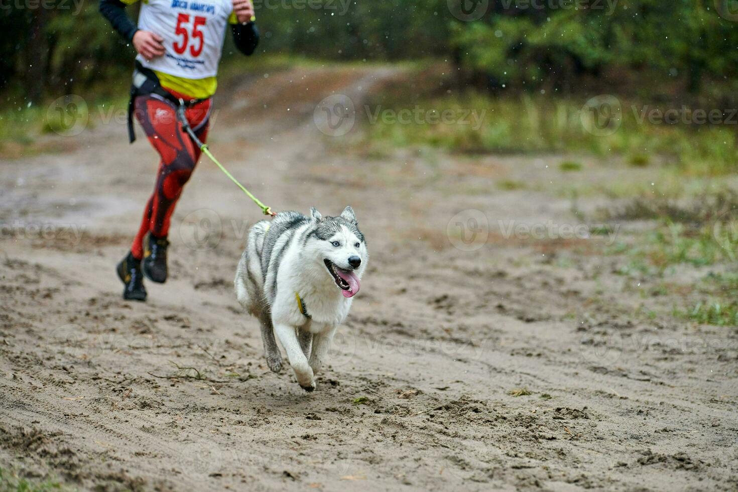 canicross carrera de mushing de perros foto